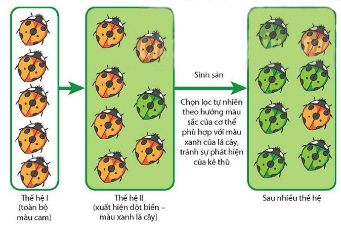 Lý thuyết Thuyết tiến hóa tổng hợp hiện đại (Phần 1) (Sinh 12 Cánh diều Bài 17)