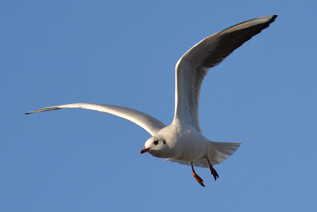 Lý thuyết Thuyết tiến hóa tổng hợp hiện đại (Phần 1) (Sinh 12 Cánh diều Bài 17)