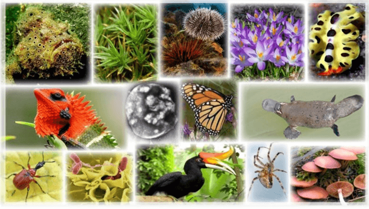 Lý thuyết Thuyết tiến hóa tổng hợp hiện đại (Phần 2) (Sinh 12 Cánh diều Bài 18)