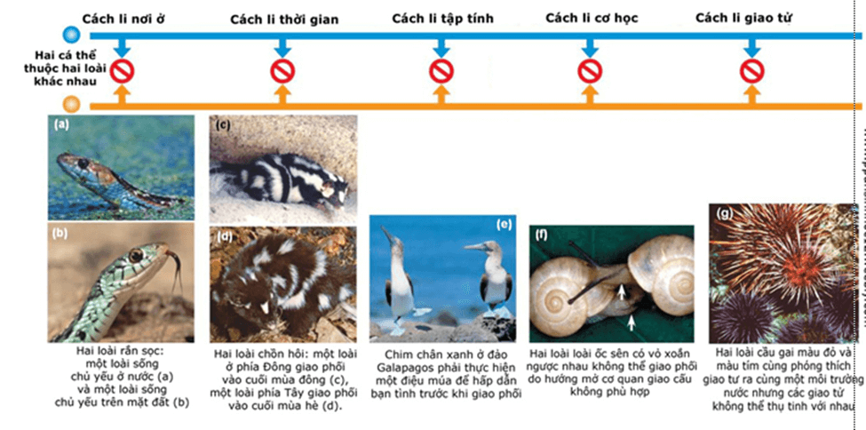 Lý thuyết Thuyết tiến hóa tổng hợp hiện đại (Phần 2) (Sinh 12 Cánh diều Bài 18)