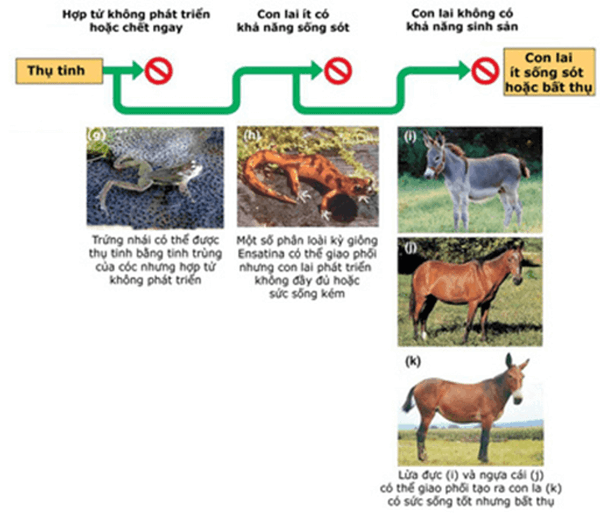 Lý thuyết Thuyết tiến hóa tổng hợp hiện đại (Phần 2) (Sinh 12 Cánh diều Bài 18)