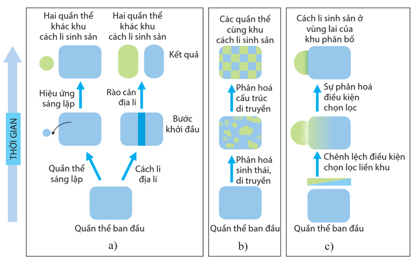 Lý thuyết Thuyết tiến hóa tổng hợp hiện đại (Phần 2) (Sinh 12 Cánh diều Bài 18)