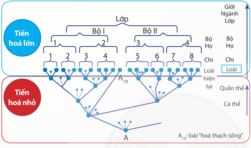 Lý thuyết Thuyết tiến hóa tổng hợp hiện đại (Phần 2) (Sinh 12 Cánh diều Bài 18)