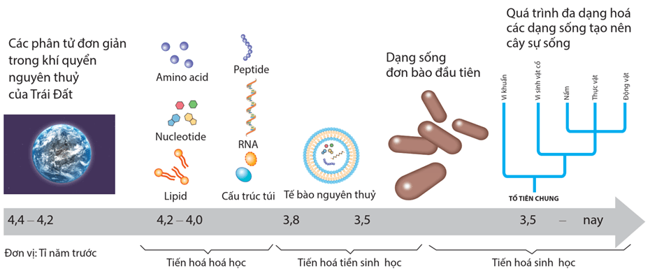 Lý thuyết Sự phát sinh, phát triển sự sống trên Trái Đất và hình thành loài người (Sinh 12 Cánh diều Bài 19)