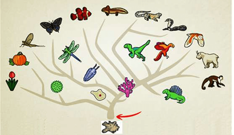 Lý thuyết Sự phát sinh, phát triển sự sống trên Trái Đất và hình thành loài người (Sinh 12 Cánh diều Bài 19)