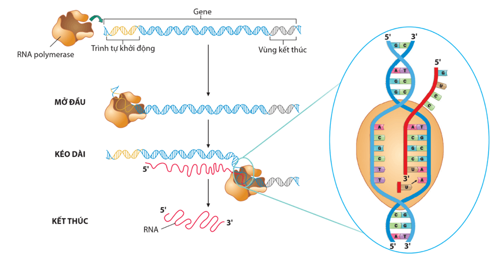 Lý thuyết Sự biểu hiện thông tin di truyền (Sinh 12 Cánh diều Bài 2)
