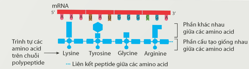 Lý thuyết Sự biểu hiện thông tin di truyền (Sinh 12 Cánh diều Bài 2)