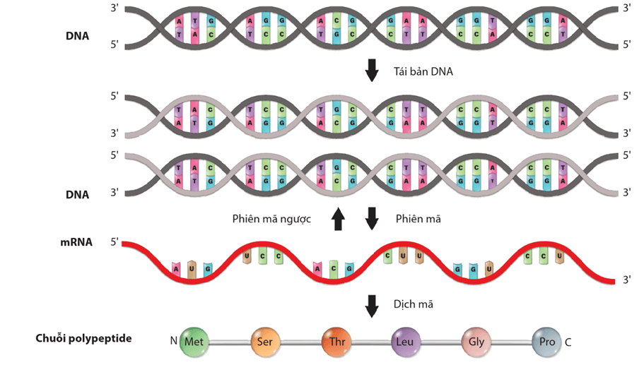 Lý thuyết Sự biểu hiện thông tin di truyền (Sinh 12 Cánh diều Bài 2)