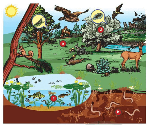 Lý thuyết Môi trường sống và các nhân tố sinh thái (Sinh 12 Cánh diều Bài 20)