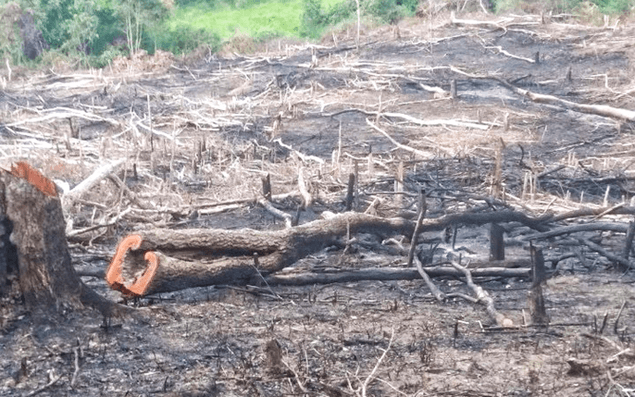 Lý thuyết Môi trường sống và các nhân tố sinh thái (Sinh 12 Cánh diều Bài 20)