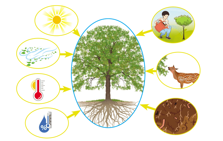 Lý thuyết Môi trường sống và các nhân tố sinh thái (Sinh 12 Cánh diều Bài 20)