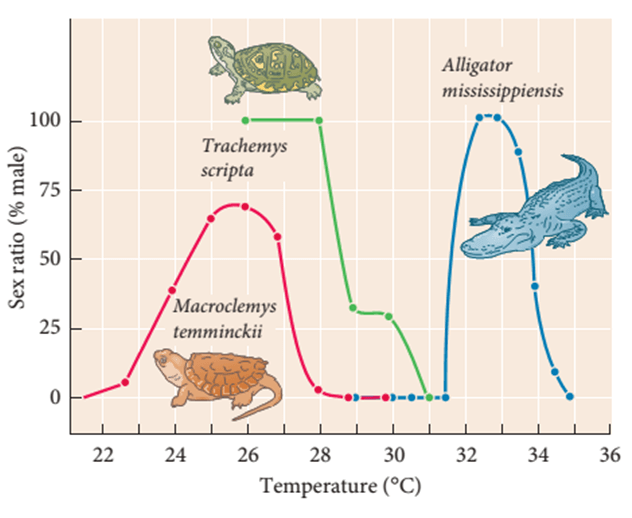 Lý thuyết Môi trường sống và các nhân tố sinh thái (Sinh 12 Cánh diều Bài 20)