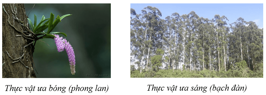 Lý thuyết Môi trường sống và các nhân tố sinh thái (Sinh 12 Cánh diều Bài 20)