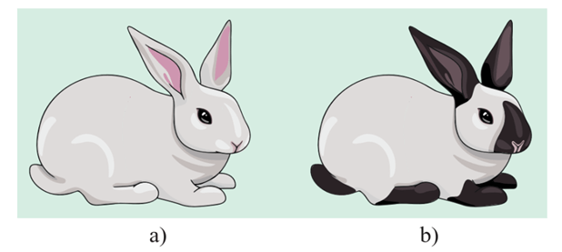 Lý thuyết Môi trường sống và các nhân tố sinh thái (Sinh 12 Cánh diều Bài 20)