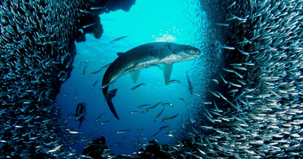 Lý thuyết Sinh thái học quần thể (Sinh 12 Cánh diều Bài 21)