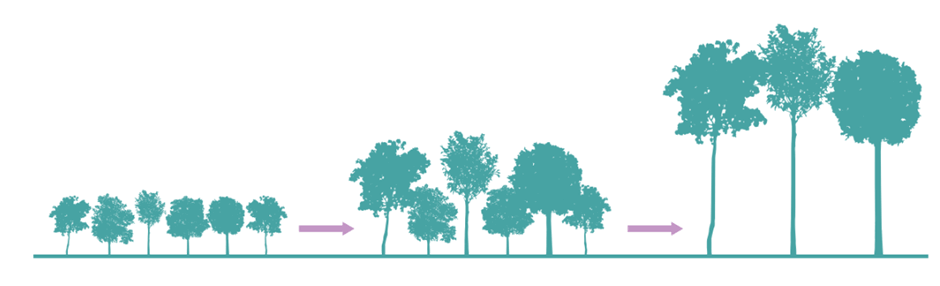 Lý thuyết Sinh thái học quần thể (Sinh 12 Cánh diều Bài 21)