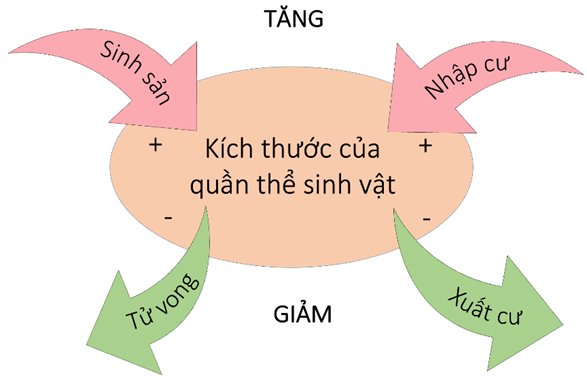 Lý thuyết Sinh thái học quần thể (Sinh 12 Cánh diều Bài 21)