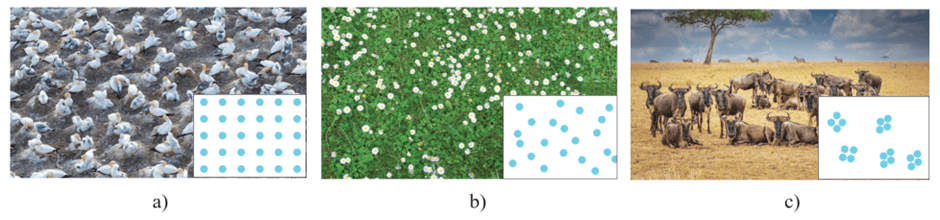 Lý thuyết Sinh thái học quần thể (Sinh 12 Cánh diều Bài 21)