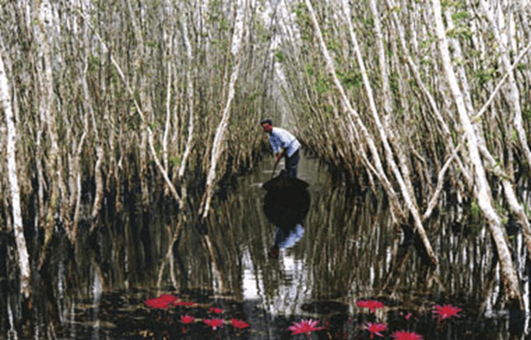 Lý thuyết Sinh thái học quần thể (Sinh 12 Cánh diều Bài 21)