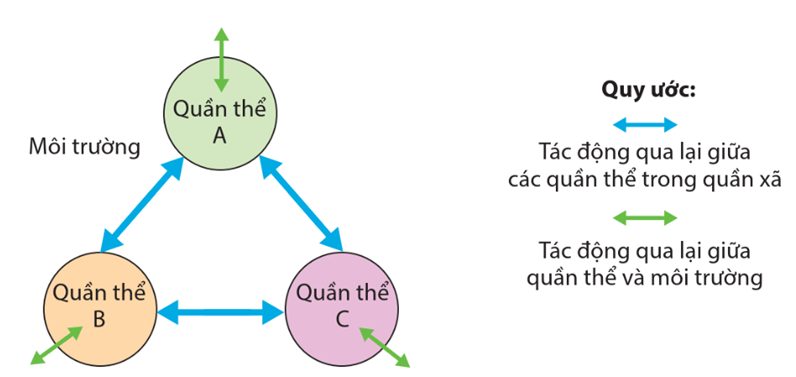 Lý thuyết Sinh thái học quần xã (Sinh 12 Cánh diều Bài 22)