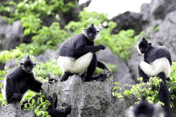 Lý thuyết Sinh thái học quần xã (Sinh 12 Cánh diều Bài 22)