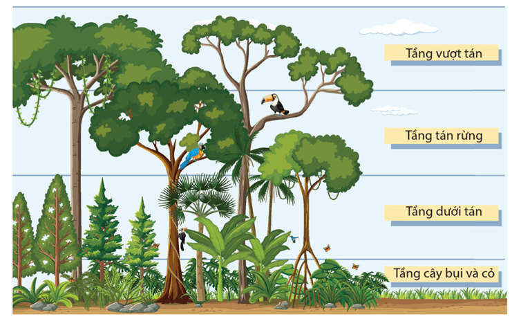Lý thuyết Sinh thái học quần xã (Sinh 12 Cánh diều Bài 22)