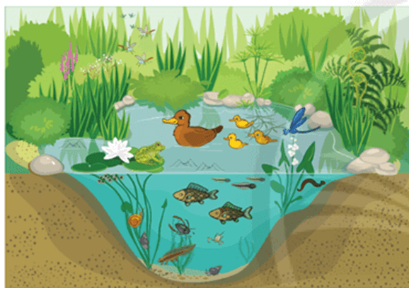 Lý thuyết Sinh thái học quần xã (Sinh 12 Cánh diều Bài 22)