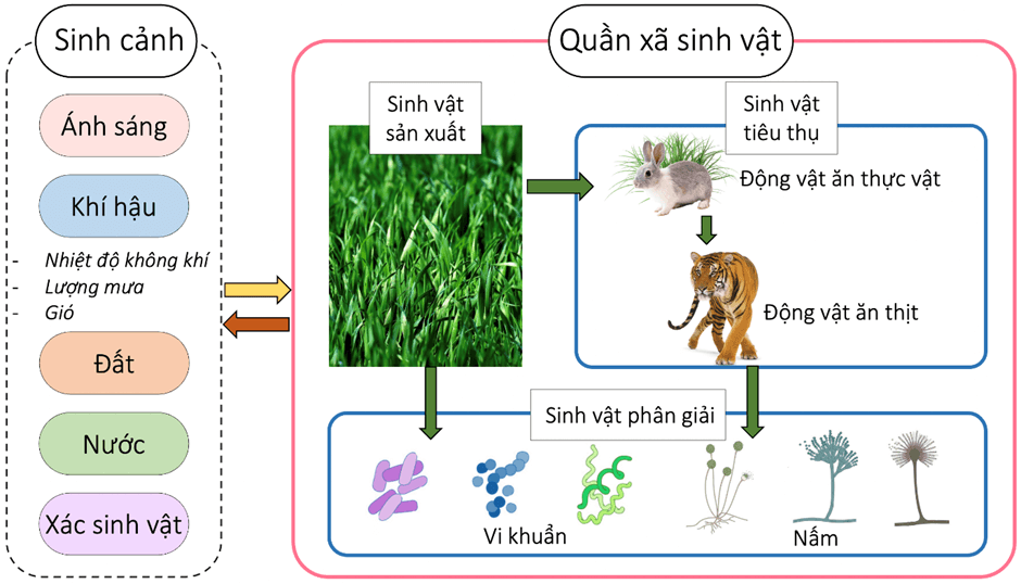 Lý thuyết Hệ sinh thái (Sinh 12 Cánh diều Bài 23)
