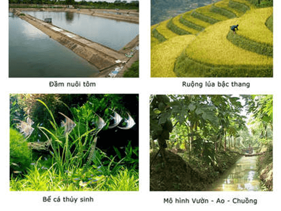 Lý thuyết Hệ sinh thái (Sinh 12 Cánh diều Bài 23)