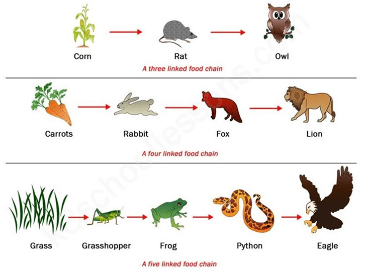 Lý thuyết Hệ sinh thái (Sinh 12 Cánh diều Bài 23)