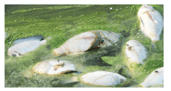 Lý thuyết Hệ sinh thái (Sinh 12 Cánh diều Bài 23)