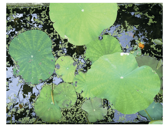 Lý thuyết Hệ sinh thái (Sinh 12 Cánh diều Bài 23)