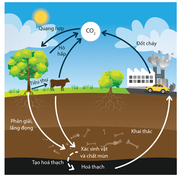 Lý thuyết Chu trình sinh - địa - hoá và Sinh quyển (Sinh 12 Cánh diều Bài 24)