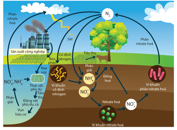 Lý thuyết Chu trình sinh - địa - hoá và Sinh quyển (Sinh 12 Cánh diều Bài 24)