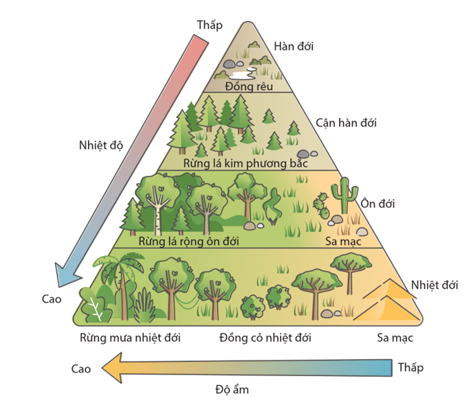Lý thuyết Chu trình sinh - địa - hoá và Sinh quyển (Sinh 12 Cánh diều Bài 24)