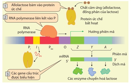 Lý thuyết Điều hòa biểu hiện gene (Sinh 12 Cánh diều Bài 3)