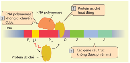 Lý thuyết Điều hòa biểu hiện gene (Sinh 12 Cánh diều Bài 3)