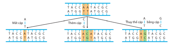Lý thuyết Đột biến gene (Sinh 12 Cánh diều Bài 4)