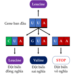 Lý thuyết Đột biến gene (Sinh 12 Cánh diều Bài 4)