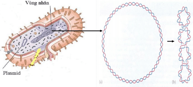 Lý thuyết Bài 5: Nhiễm sắc thể và cơ chế di truyền nhiễm sắc thể (Sinh 12 Cánh diều Bài 5)