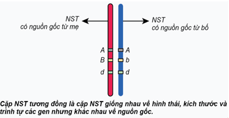 Lý thuyết Bài 5: Nhiễm sắc thể và cơ chế di truyền nhiễm sắc thể (Sinh 12 Cánh diều Bài 5)