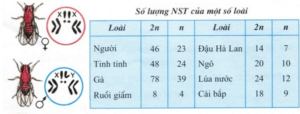 Lý thuyết Bài 5: Nhiễm sắc thể và cơ chế di truyền nhiễm sắc thể (Sinh 12 Cánh diều Bài 5)