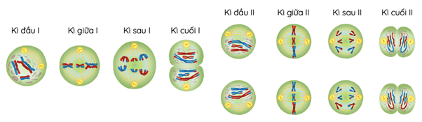 Lý thuyết Bài 5: Nhiễm sắc thể và cơ chế di truyền nhiễm sắc thể (Sinh 12 Cánh diều Bài 5)