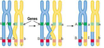 Lý thuyết Bài 5: Nhiễm sắc thể và cơ chế di truyền nhiễm sắc thể (Sinh 12 Cánh diều Bài 5)