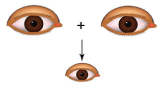 Lý thuyết Đột biến nhiễm sắc thể (Sinh 12 Cánh diều Bài 6)