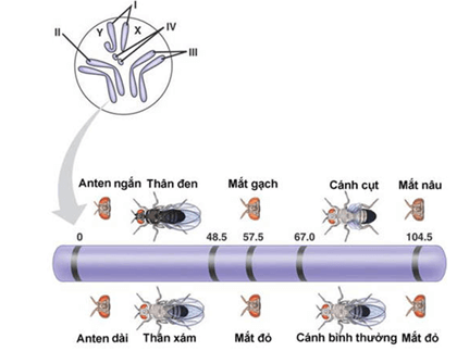 Lý thuyết Đột biến nhiễm sắc thể (Sinh 12 Cánh diều Bài 6)