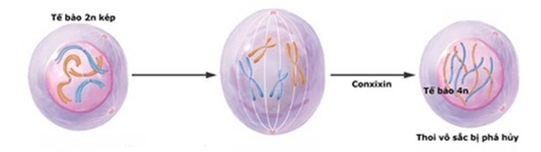 Lý thuyết Đột biến nhiễm sắc thể (Sinh 12 Cánh diều Bài 6)