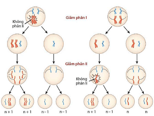Lý thuyết Đột biến nhiễm sắc thể (Sinh 12 Cánh diều Bài 6)