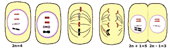 Lý thuyết Đột biến nhiễm sắc thể (Sinh 12 Cánh diều Bài 6)