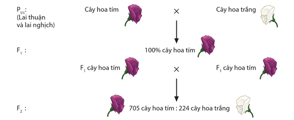 Lý thuyết Di truyền học Mendel và mở rộng học thuyết Mendel (Sinh 12 Cánh diều Bài 7)